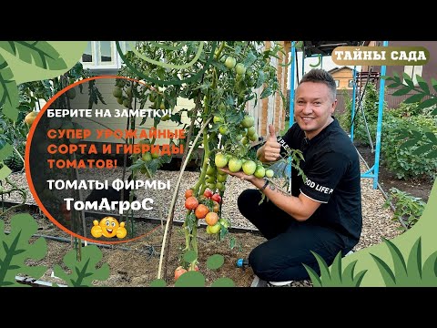 Видео: Я В ВОСТОРГЕ! #ТОМАТЫ, О КОТОРЫХ ВАМ НЕ ГОВОРЯТ! #СУПЕР УРОЖАЙНЫЕ СОРТА И ГИБРИДЫ. #ЧЕСТНЫЙ ОТЗЫВ!