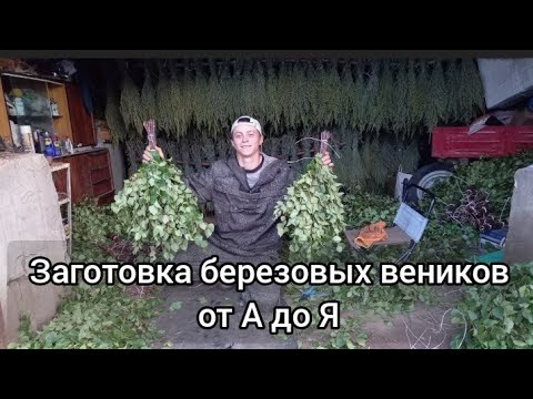 Видео: Как я заготавливаю березовый веник