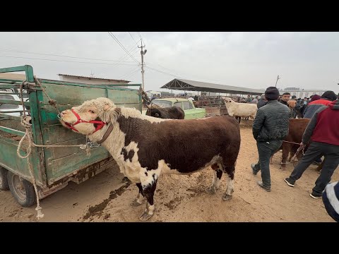 Видео: 16 ноября 2025 г. ТУРТКУЛЬ МОЛ БОЗОР НАРХЛАРИ 