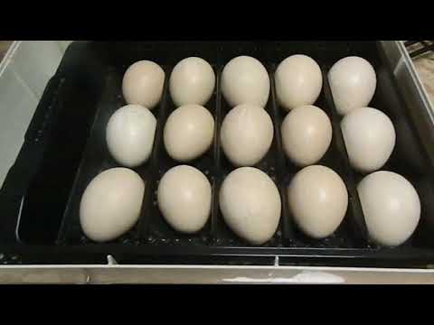 Видео: Содержание и Разведение Павлинов 3 часть/Ответы на вопросы