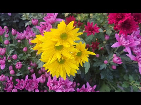 Видео: АНДИЖОН ЖАХОН БОЗОРИ ОПТОМ БОЗОРИ ЯНГИ КЕЛГАН ГУЛЛАРИМИЗНИ ТЕЛ КАНАЛНАРХЛАРИhttps://t.me/gul_tanlash