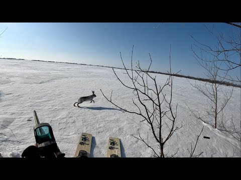 Видео: Охота на зайца загоном. Нападение лисицы на охотника. ЗАЙЦА ОЧЕНЬ МНОГО! 14 зайцев за 2 дня охоты.