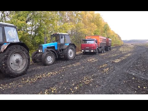 Видео: СВЕКЛА 2023 СЕРИЯ-3 ГРЯЗЬ , ТАСКАЮТ ТРАКТОРОМ