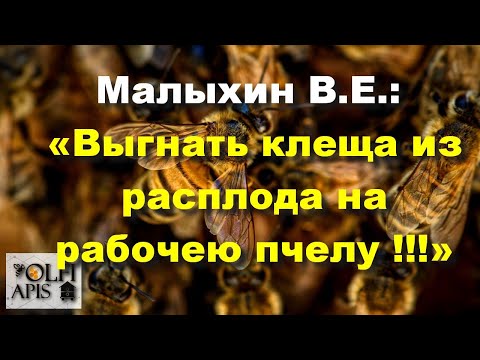 Видео: #Малыхин В.Е.: «Выгнать клеща из расплода на рабочею пчелу !!!»