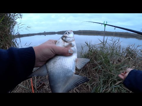 Видео: Пробная рыбалка на ФИДЕР Kaida impulse 2 Приловил спустя месяц @Fishing_luck