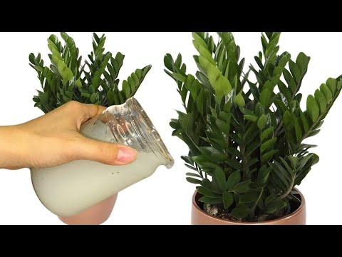 Видео: 😱ГҮЛДЕРІҢІЗ ТОҚТАМАЙ ӨСІП, ГҮЛДЕСІН ДЕСЕҢІЗ, ОСЫНЫ ЖАСАҢЫЗ!🤩