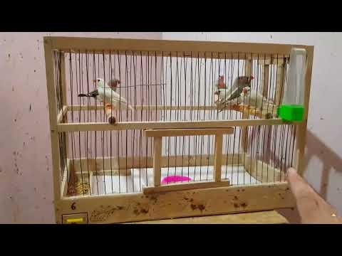 Видео: Купил на ярмарке новых птиц!!! Зебровые амадины,наращиваем поголовье !