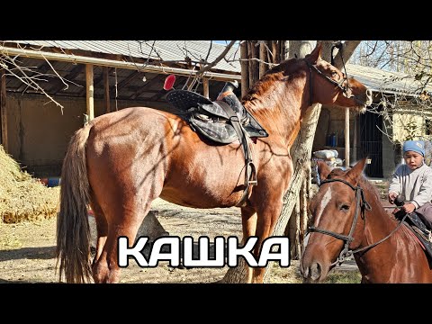 Видео: 19 ноября 2025 г.