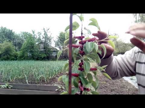 Видео: Самый простой способ формировки веток второго порядка на плодовых деревьях