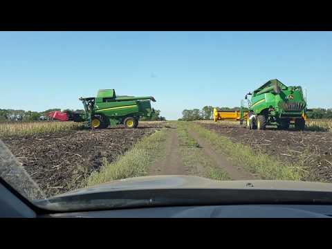 Видео: какую жатку выбрать для уборки подсолнуха