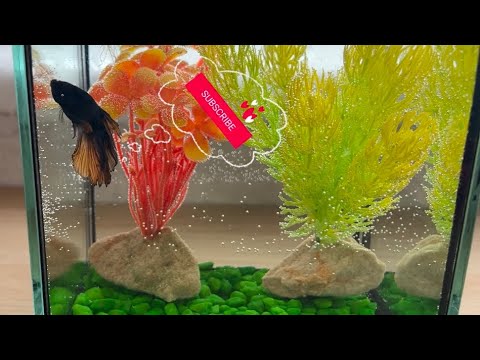 Видео: Рибка півник🐠Акваріум рибки 🫧 Прибирання🚿🧽 Що потрібно для рибки півника🤔