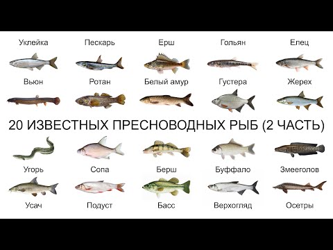 Видео: Топ 20 САМЫХ ИЗВЕСТНЫХ ПРЕСНОВОДНЫХ РЫБ (2 ЧАСТЬ)