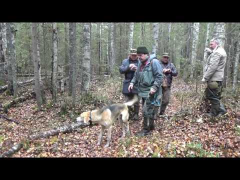 Видео: Состязания гончих 2016. Часть 2.