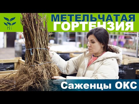 Видео: Метельчатая ГОРТЕНЗИЯ. Саженцы ОКС