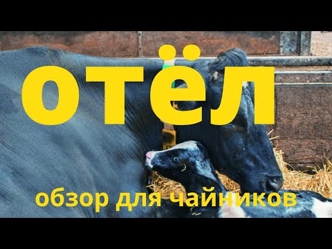 Видео: Отел коровы для чайников