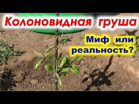 Видео: КОЛОНОВИДНАЯ ГРУША существует? Миф или реальность.