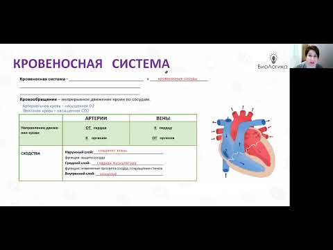 Видео: Лекция 46  Серце1