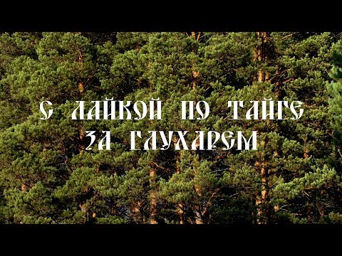 Видео: С лайкой по тайге за глухарем