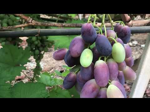 Видео: Виноград в теплице, что срезаем. 89184654603.