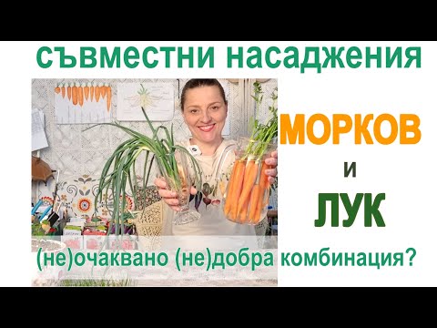 Видео: МОРКОВИ и ЛУК съвместни насаждения. Партньори в градината. (не)очаквано (не)добра комбинация ?