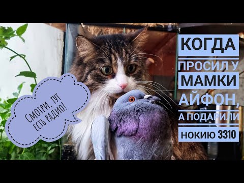 Видео: Как легко поймать голубя и удивить сову с котом? Как отучить голубей от привычки прилететь на окно?