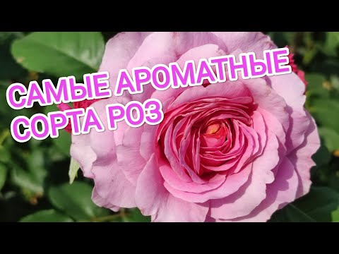 Видео: САМЫЕ АРОМАТНЫЕ СОРТА РОЗ.