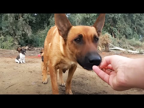 Видео: Мужчина Не Поверил Глазам, Когда по GPS Нашел Потерявшуюся Собаку