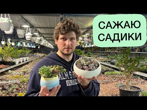 Видео: САЖАЮ САДИКИ ИЗ СУККУЛЕНТОВ