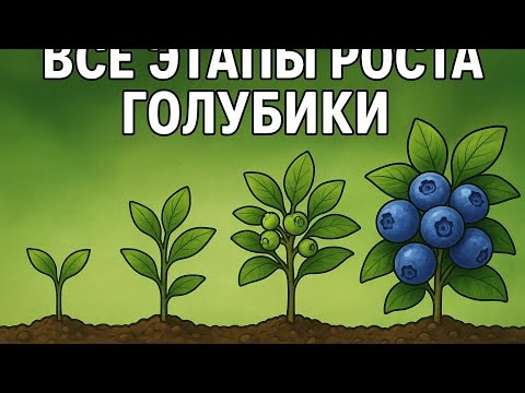 Видео: Все этапы развития голубики 