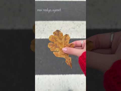 Видео: Путешествие листика | тгк: nadya_vyazet #vlog #влог #питер