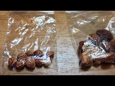 Видео: Стратификация косточек персика | 05.01.25