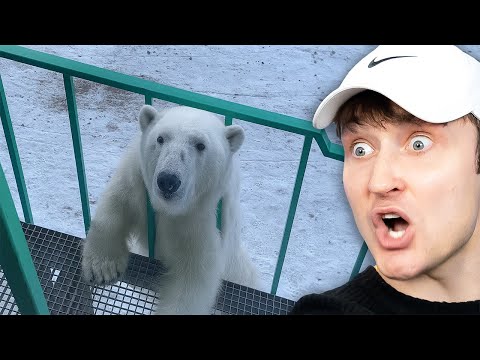 Видео: 31 момент опасных ситуаций