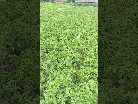 Видео: Картошку не копаю,а собираю.