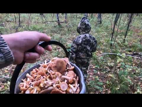 Видео: С семьей за грибами.