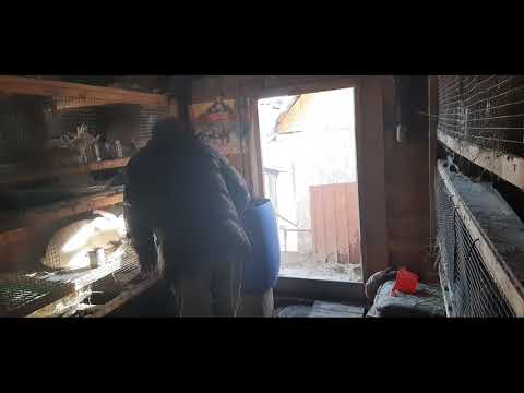 Видео: Управляемся с кроликами,осмотр маточников!!!