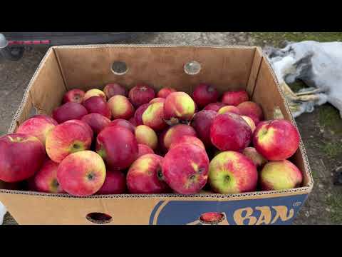 Видео: Що цікавого в Листопаді є на Ринку тварин????