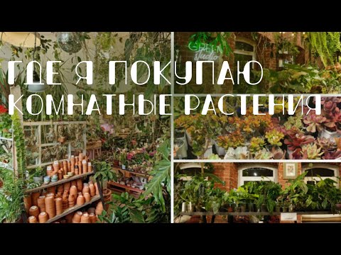 Видео: Где я покупаю комнатные растения: Магазины в Москве, закупки, маркеты.