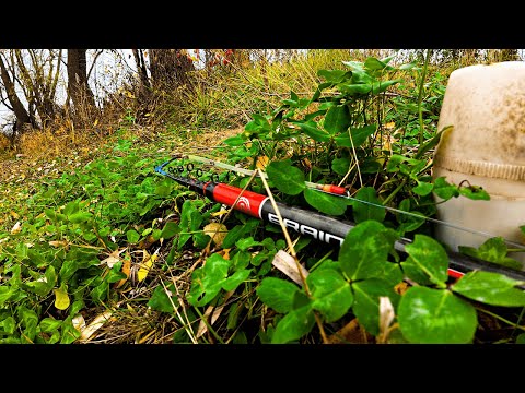 Видео: "Мордаті" окуні і не менш "мордаті" карасі.