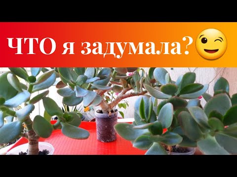 Видео: Первая формировка двух укоренённых взрослых крассулы.