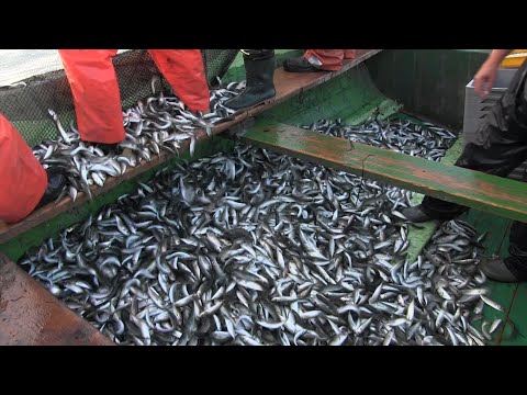 Видео: Лакърдии на далян "Траката" с Ангел Чумата