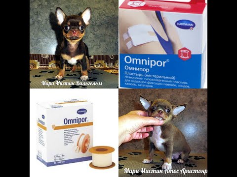 Видео: #ЧИХУА КЛЕИТЬ УШКИ ИЛИ САМИ ВСТАНУТ ?#ПИТОМНИКМАРИМИСТИК#УШКИ ЩЕНКА ЧИХУА КАК ПОСТАВИТЬ ?#куплючихуа