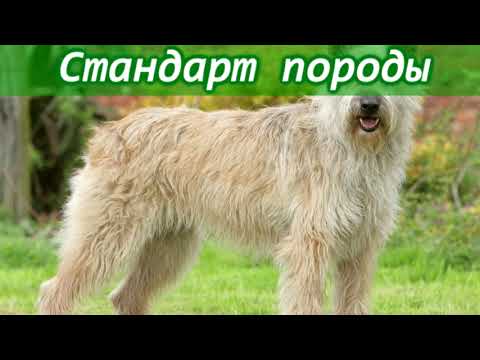 Видео: Арденнский бувье - описание редчайшей бельгийской породы собак