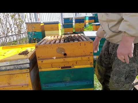 Видео: ДИАФРАГМА ,УСКОРЕННЫЙ МЕТОД И ДЛЯ ТЕХ У КОГО ПЛОХОЕ ЗРЕНИЕ.