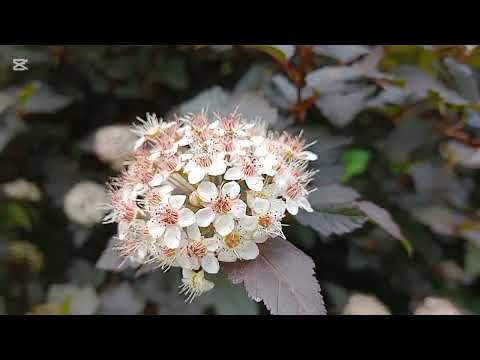 Видео: Минск. Ботанический сад. Прогулка.19июня 2025года.