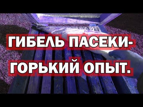 Видео: ГИБЕЛЬ ПАСЕКИ- ГОРЬКИЙ ОПЫТ. УСЛОВИЯ ХОРОШЕЙ ЗИМОВКИ ПЧЕЛ.