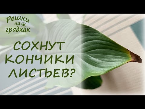 Видео: Почему сохнут кончики листьев у комнатных растений? Что делать?