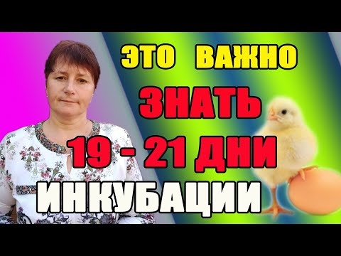 Видео: Это ВАЖНО знать, последние дни инкубации. Зная об этом, цыплята не погибнут.