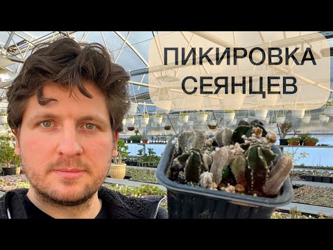 Видео: ПИКИРОВКА СЕЯНЦЕВ КАКТУСОВ. АСТРОФИТУМ (Astrophytum) СУПЕР КАКТУС 🌵🥰