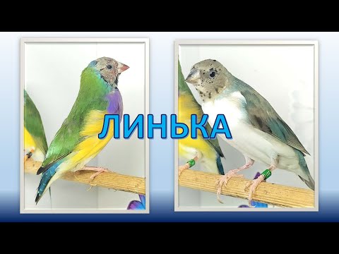 Видео: Линька у амадин - опасности и риски, как помочь птицам?