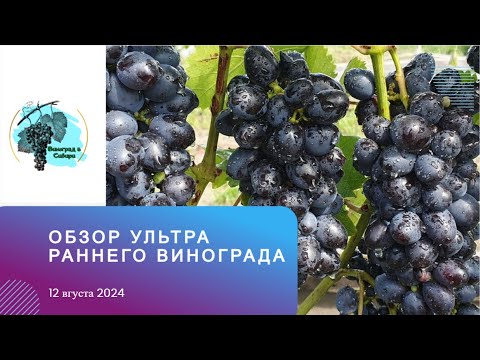 Видео: Обзор ультра-раннего и раннего винограда. 12.08.24